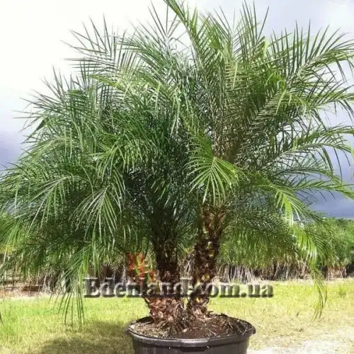 Зображення Фінік Робелена - Phoenix roebelenii
