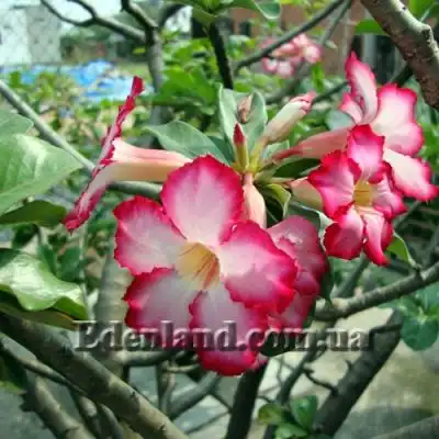 Изображение цветение