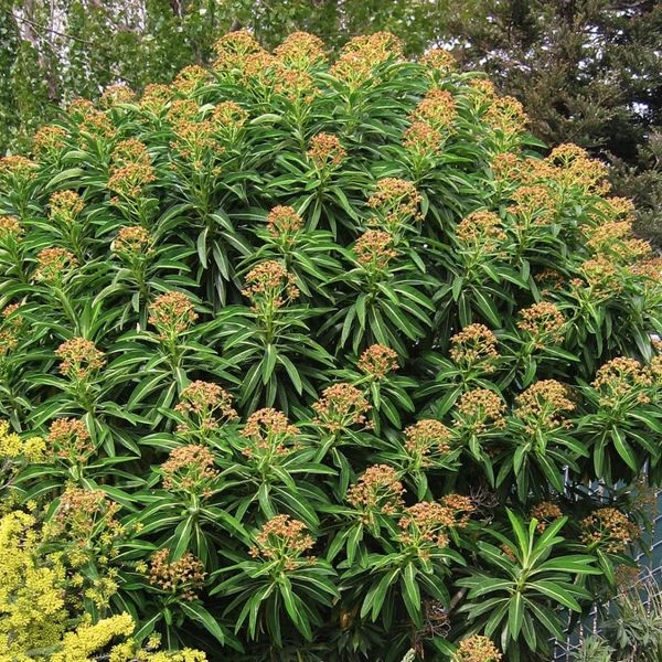 Зображення Молочай (Єуфорбія) медоносний - Euphorbia Mellifera