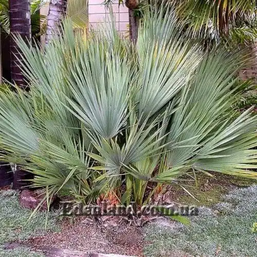 Изображение Наноропс Ритчи - Nannorrhops ritchiana