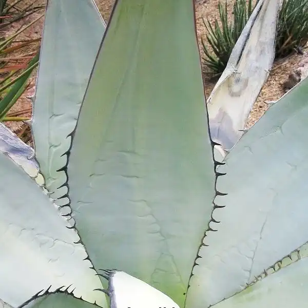 Изображение лист