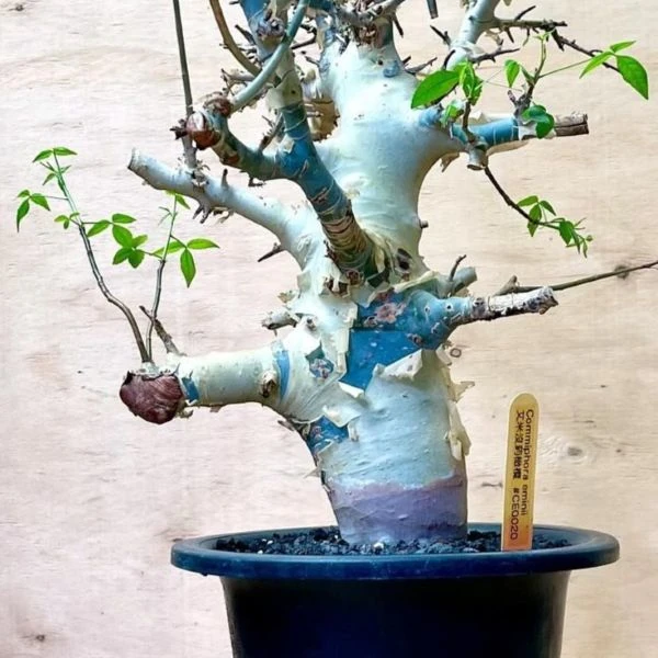 Зображення Комміфора Емінії  - Commiphora eminii    