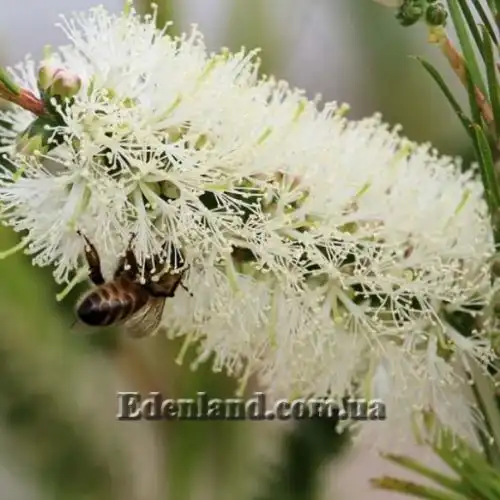 Изображение Мелалеука Лофанта - Melaleuca lophantha
