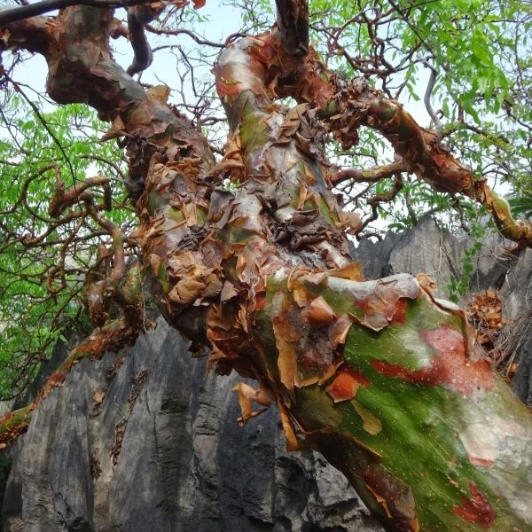 Коммифора Апреваля  - Commiphora aprevalii