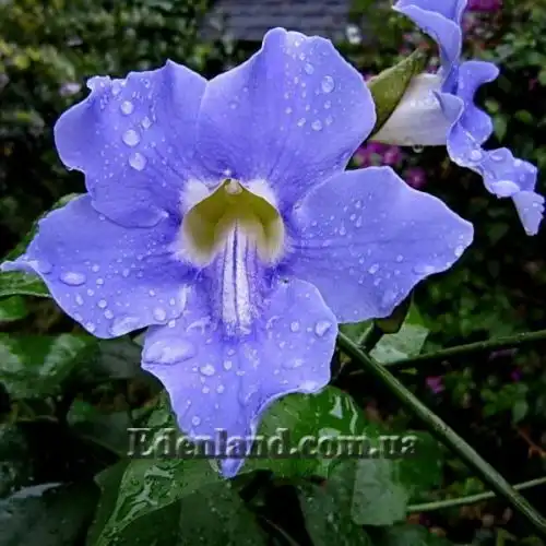 Изображение Тунбергия крупноцветковая - Thunbergia grandiflora