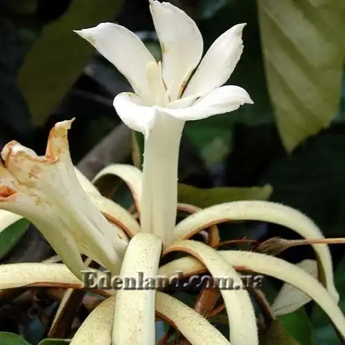 Изображение цветок