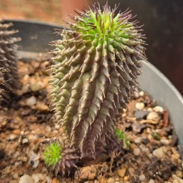 Зображення Худія волосконосна - Hoodia pilifera 