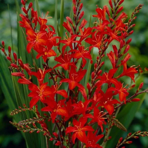 Изображение Крокосмия Новые гибриды  - Crocosmia New Hybrids 