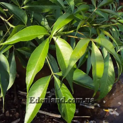 Изображение Кратева священная - Crateva religiosa