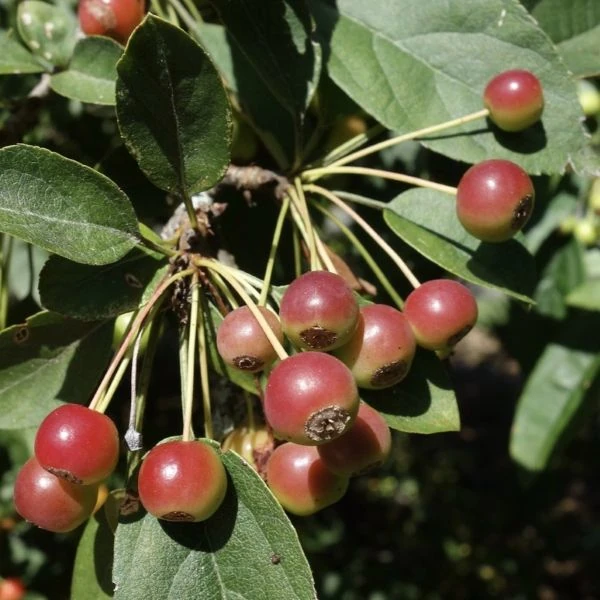 Изображение Яблоня Саржента - Malus sargentii  