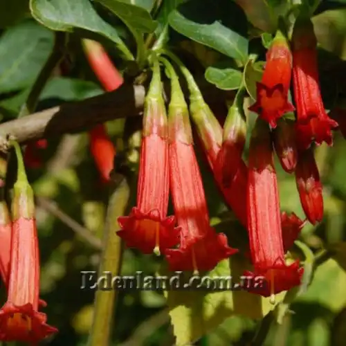 Изображение Иохрома фуксиевидная - Iochroma fuchsioides 