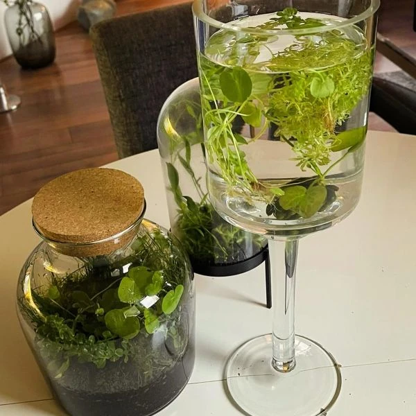 Изображение Нимфоидес водный - Nymphoides aquatica 