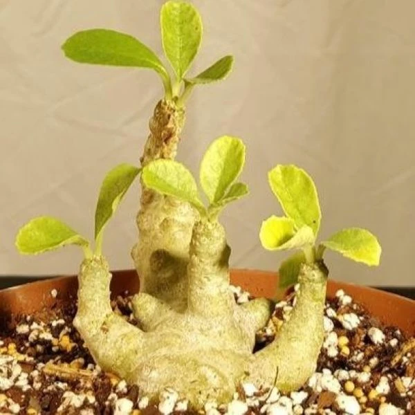 Зображення Дорстенія смердюча - Dorstenia foetida