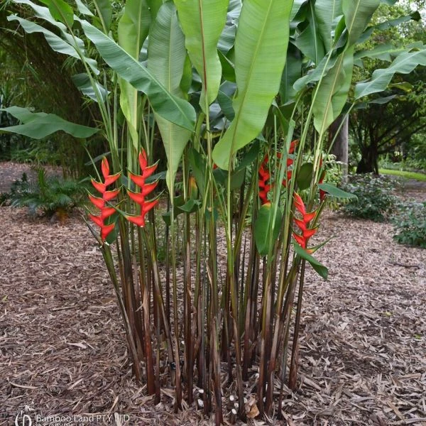 Зображення Геліконія біхай 'Lobster Claw Two' - Heliconia bihai 'Lobster Claw Two' 
