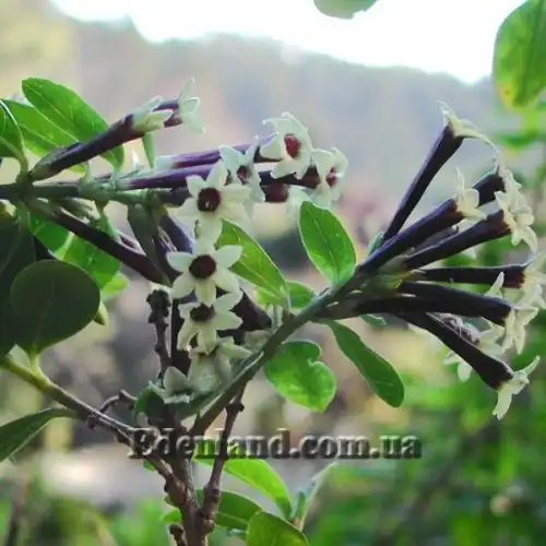 Изображение Цеструм самшитолистный  - Cestrum buxifolium
