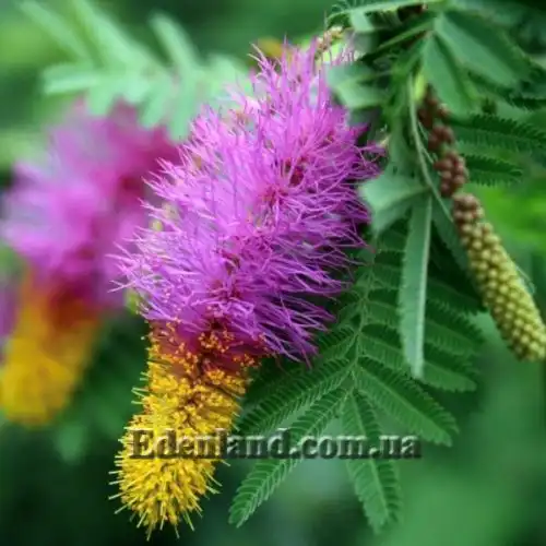 Зображення Дихростахіс попелястий - Dichrostachys cinerea