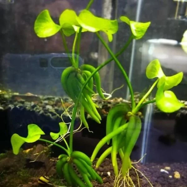 Изображение Нимфоидес водный - Nymphoides aquatica 