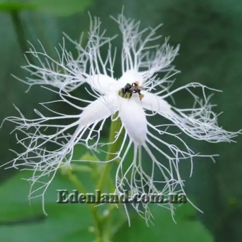 Изображение Трихозант, змеевидный огурец - Trichosanthes cucumerina