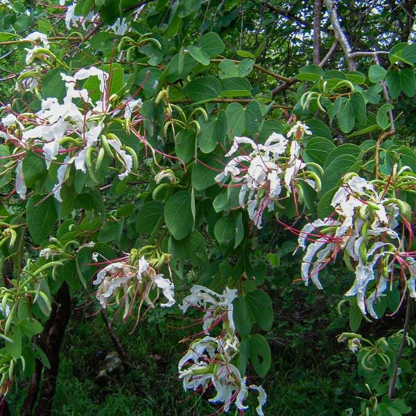Зображення Баухінія Петерсона - Bauhinia petersiana
