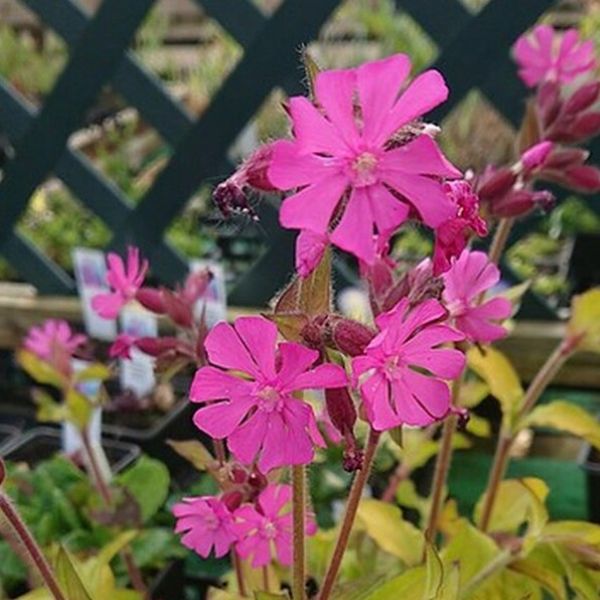 Изображение Смолка (Силена) двудомная  - Silene dioica