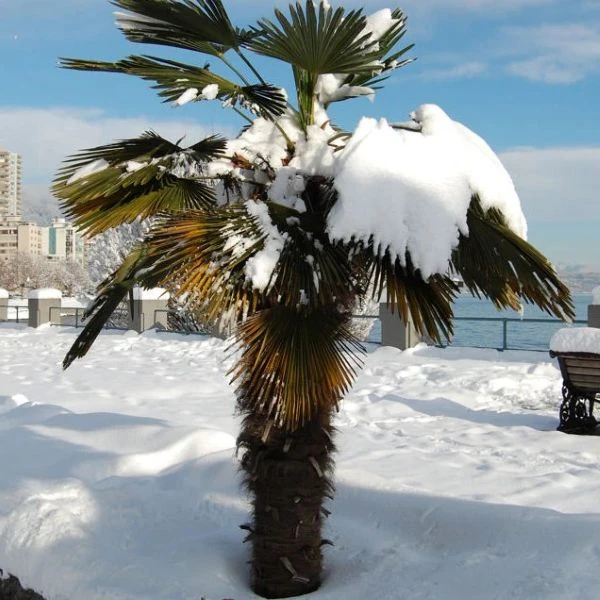 Изображение Трахикарпус Вагнера  - Trachycarpus wagnerianus 