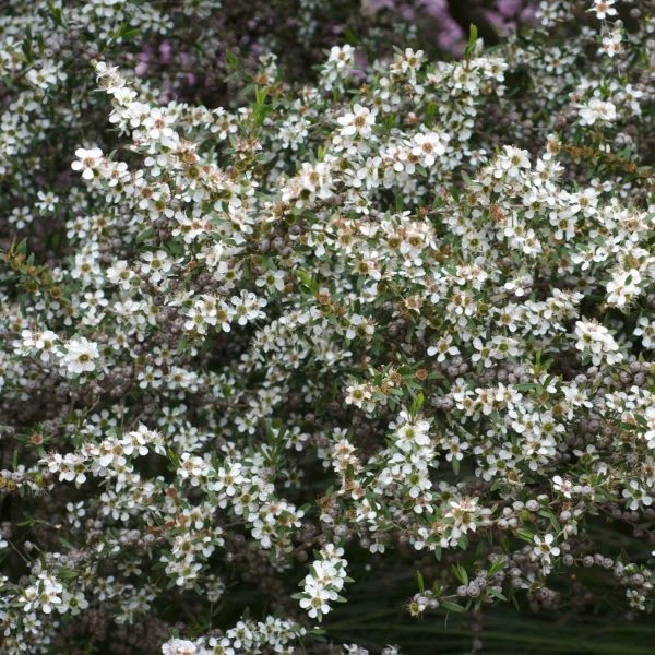 Зображення Лептоспермум Петерсона  - Leptospermum petersonii 