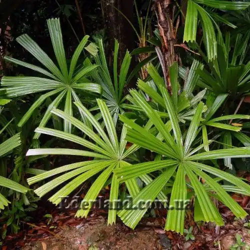 Изображение Ликуала колючая - Licuala spinosa