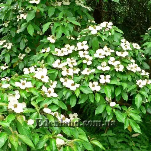 Изображение Кизил головчатый - Cornus capitata 