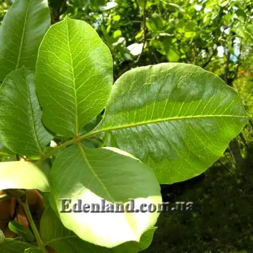 Изображение лист