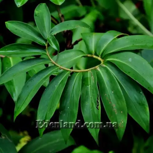 Изображение Гелления прекрасная - Hellenia speciosa