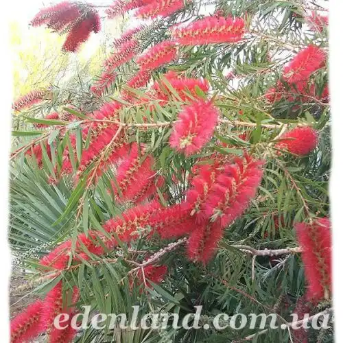 Зображення Ботанічний сад Ейн-Геді