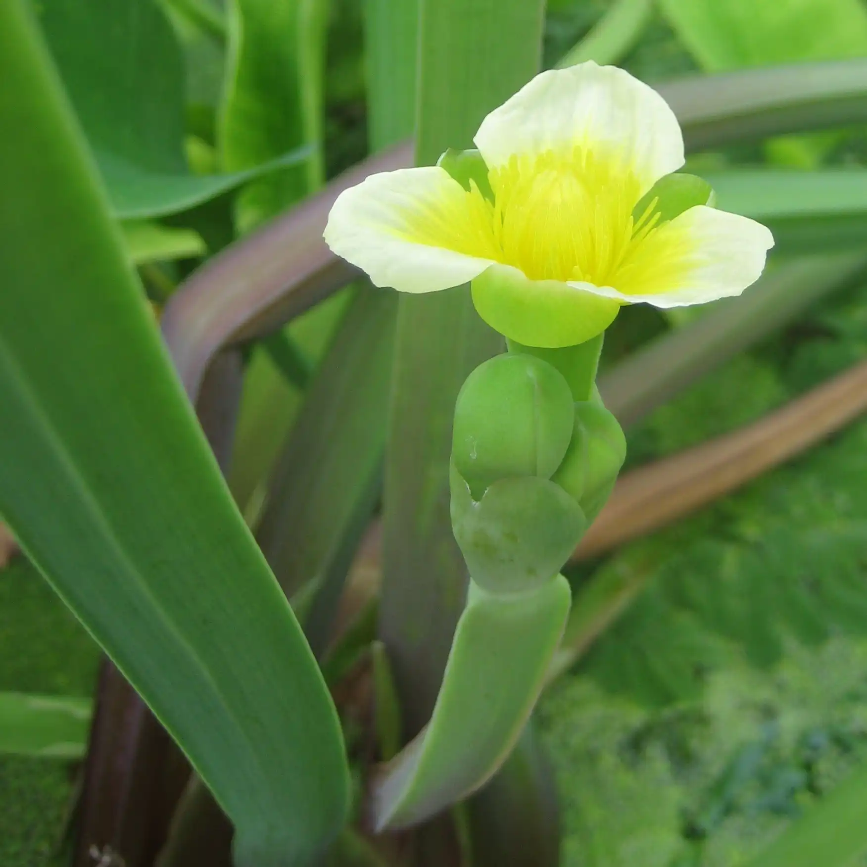 Зображення квітка