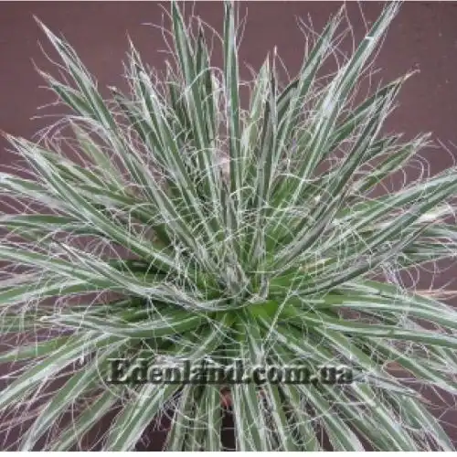 Зображення Агава нитконосна підвид Шідігера - Agave filifera ssp. schidigera