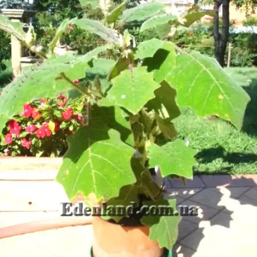 Изображение выращивание в контейнере