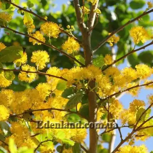 Зображення Азара зубчаста - Azara serrata 