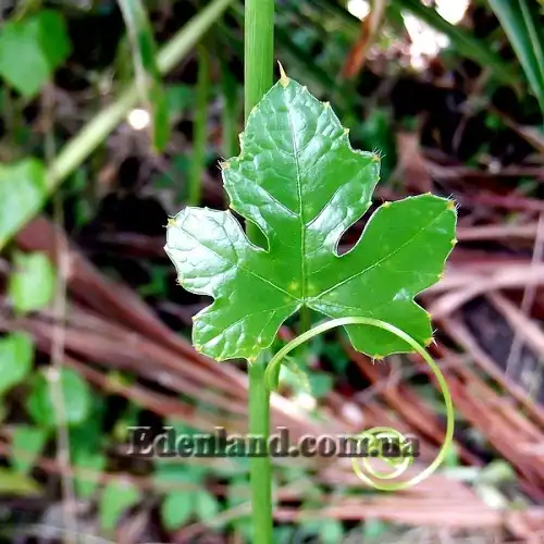 Изображение молодой лист