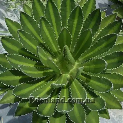 Зображення Агава однострічкова - Agave univittata
