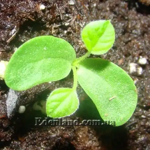 Изображение Пуэрария дольчатая - Pueraria lobata