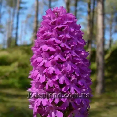 Изображение Анакамптис пирамидальный - Anacamptis pyramidalis