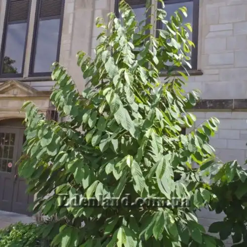 Изображение Азимина трехлопастная - Asimina triloba