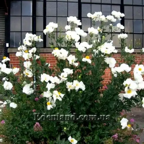Изображение Ромнея Культера - Romneya coulteri