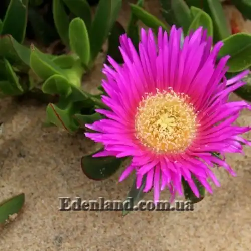 Изображение Карпобротус вкусный  - Carpobrotus deliciosus