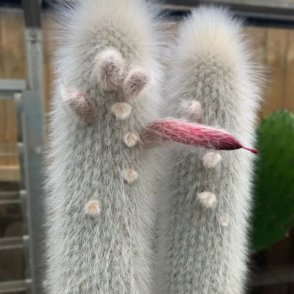 Зображення Клейстокактус Штрауса - Cleistocactus strausii 
