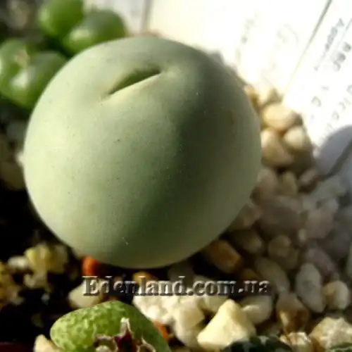 Изображение Конофитум галечный - Conophytum calculus