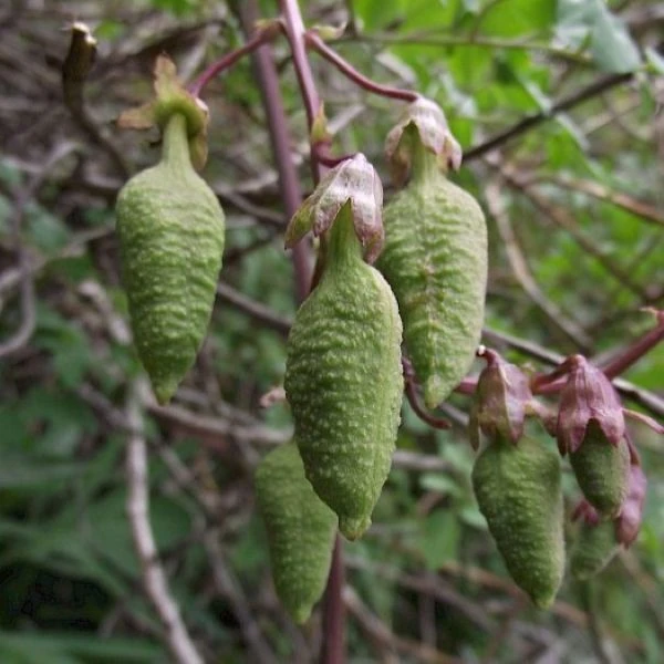 Зображення Еккремокарпус шорсткий (червоний) - Eccremocarpus scaber 'Blood Red' 