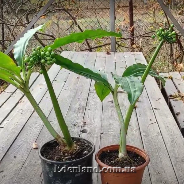 Изображение зеленые плоды