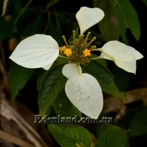 Зображення Мусенда Сандера - Mussaenda sanderiana 