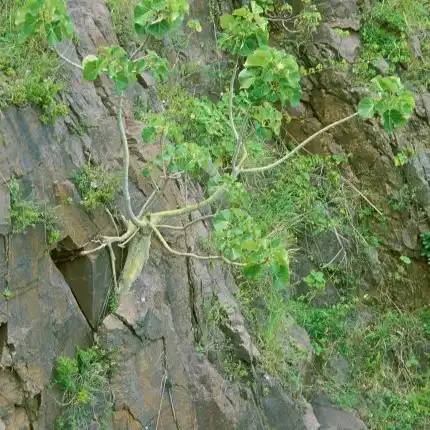 Зображення рослина у природі