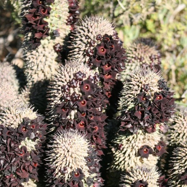 Зображення Худія волосконосна - Hoodia pilifera 