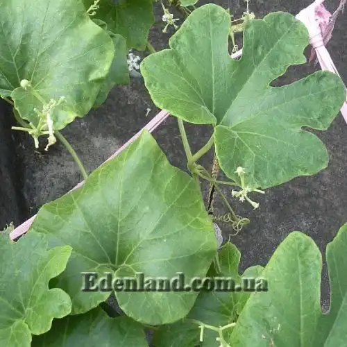 Изображение Трихозант, змеевидный огурец - Trichosanthes cucumerina